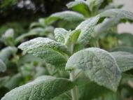 Mono-cultural Herbal Teas