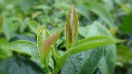 Botanik und Biochemie der Teepflanze