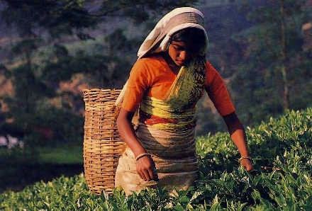 Teeanbau in Ceylon