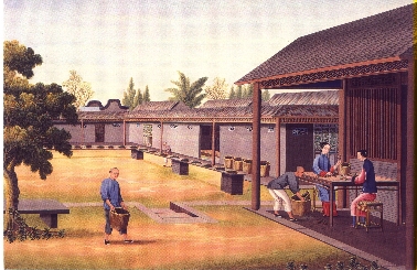 Welken der Teebl&auml;tter