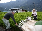 Teeanbau in Hoshino